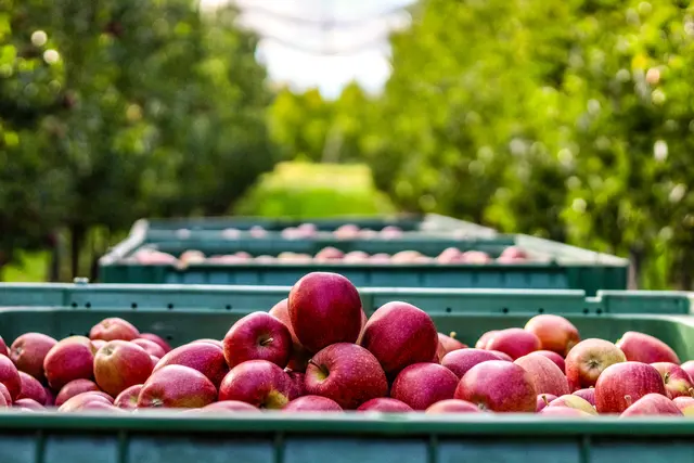 Foto: Stephanie Rüdele