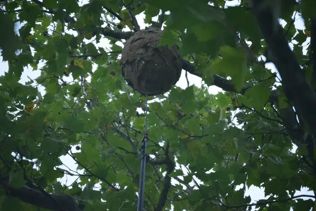 Foto: Bienenzuchtverein Hohenlohe-Öhringen
