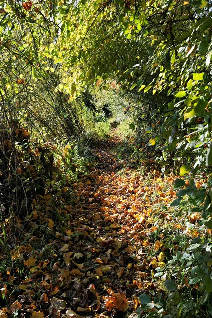 kleiner Blättertunnel | Foto: Ulrich Seidel