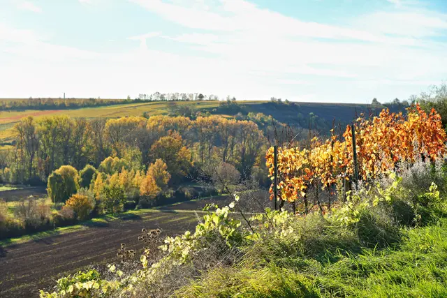 Herbstfärbung | Foto: Ulrich Seidel
