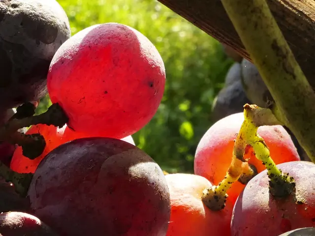 Trauben im Gegenlicht | Foto: KHW