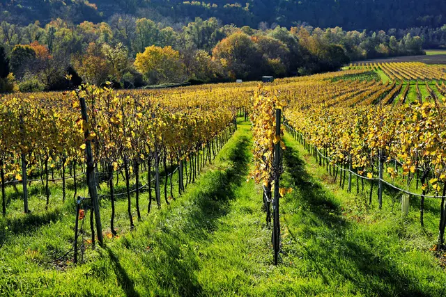 bunte Weinberge | Foto: Ulrich Seidel