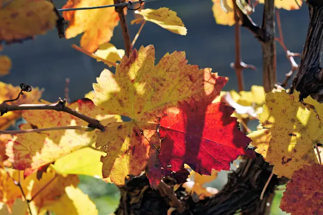 bunte Weinblätter | Foto: Ulrich Seidel