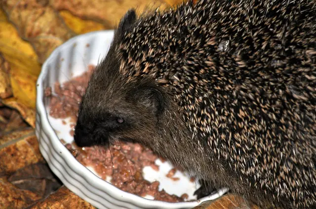 Scheint zu schmecken. | Foto: Daniela Somers