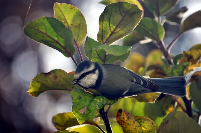 Die Meisen sind eifrig am Insekten suchen. | Foto: Daniela Somers