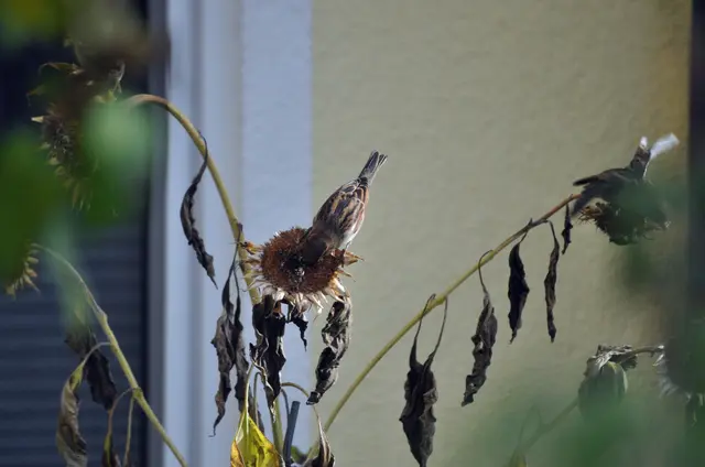 Die Spatzen machen sich über die letzten Kerne der Sonnenblume her. | Foto: Daniela Somers