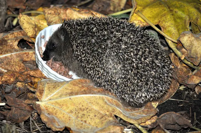 Hoffentlich kommt er noch ein paar Tage und holt sich ein bisschen extra Futter. | Foto: Daniela Somers