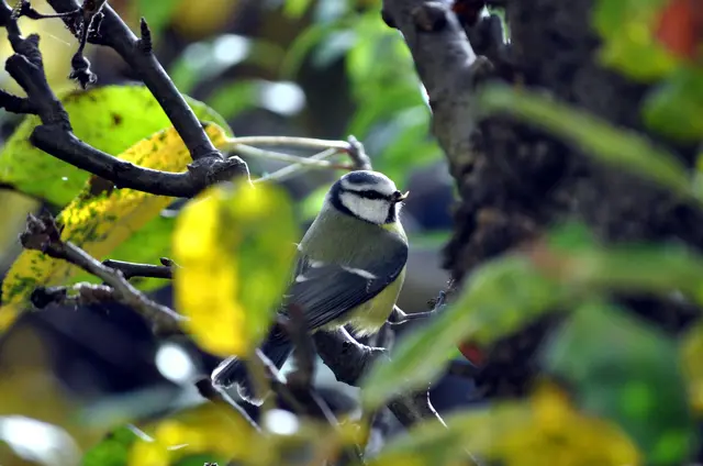 Und diese Meise ist auch fündig geworden. Wieder eine Raupe weniger im Garten. | Foto: Daniela Somers