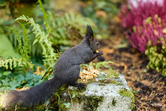 Das Buchhalter-Hörni  | Foto: WKY