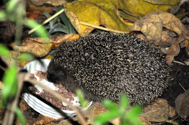Auch der Blitz der Kamera hat ihn nicht gestört. | Foto: Daniela Somers