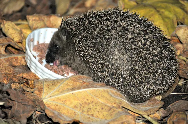 Samira ist auch mal ganz dicht an ihm vorbei und hat geschaut was er macht. Aber er hat sich überhaupt nicht beirrren lassen. | Foto: Daniela Somers