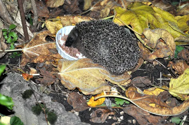 Mein kleiner Gartengast. | Foto: Daniela Somers