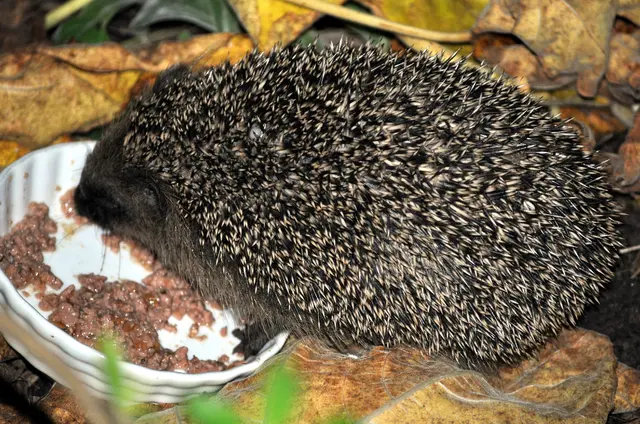 575g. Nicht toll, aber wenigstens über dem Mindestgewicht für die Jahreszeit. | Foto: Daniela Somers