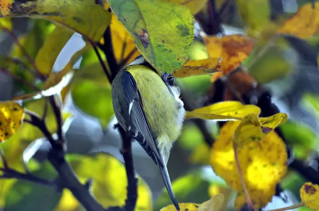 Nochmal genau nachschauen ob sich nicht hinter dem Blatt was versteckt hat. | Foto: Daniela Somers