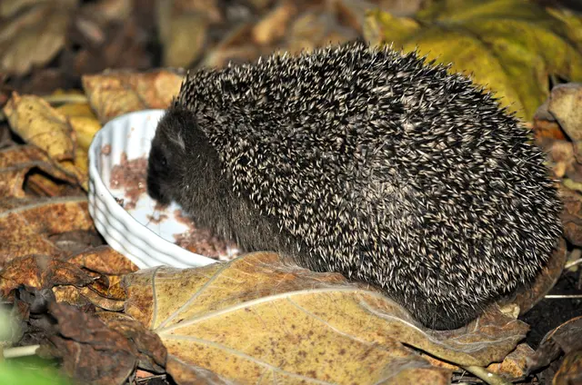 Das Futtergeschirr war danach komplett leer. Aber nach dem Wiegen habe ich nochmals nach ihm geschaut. Falls er Nachschlag braucht. Aber er hatte sich verzogen. | Foto: Daniela Somers