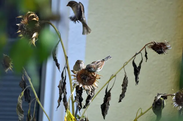 Um die letzten Sonnenblumen ist ein eifriges Geflattere. | Foto: Daniela Somers