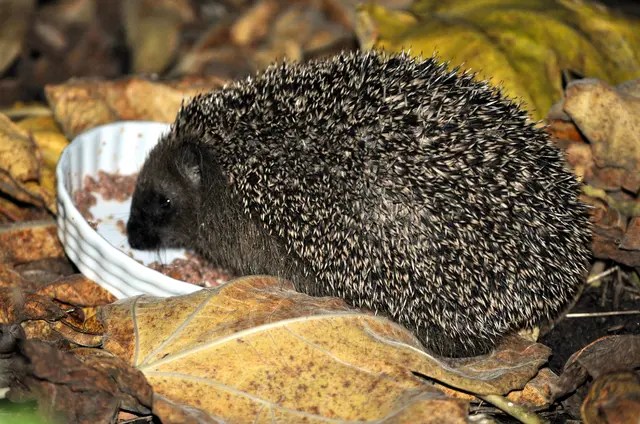 So niedlich. Er hat sofort angefangen zu futtern. | Foto: Daniela Somers