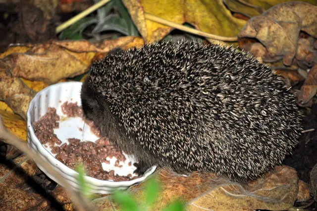 Das Futter schmeckt ihm auf jeden Fall.  | Foto: Daniela Somers