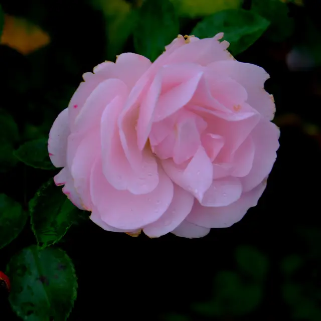 Foto: Eduard Warenik