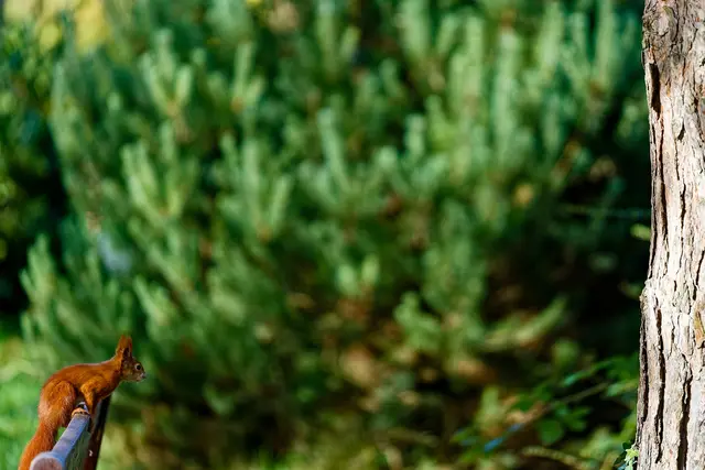 Was soll ich, springen? | Foto: WKY