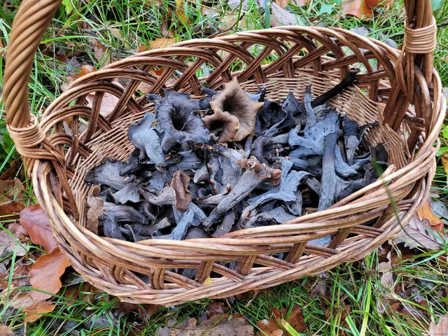 Über so ein Ergebnis freut man sich. Jetzt schnell nach Hause, die Stile etwas einkürzen und ab in das Trockengerät oder in den Backofen (40 - 50 Grad). Die Trockenzeit ist relativ kurz. | Foto: Hans Peter Schmitt