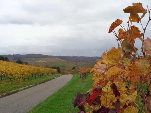 Bunte Weinbergblätter unter tristem grauem Novemberhimmel in Flein | Foto: Alfred Kulka