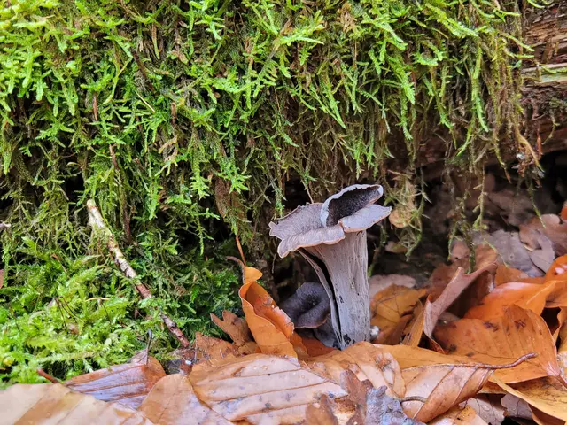 Der Pilz ist recht dünn. Er besteht nur aus einer Röhre. Am einzelnen Pilz ist nicht viel dran. Die Menge machts. | Foto: Hans Peter Schmitt