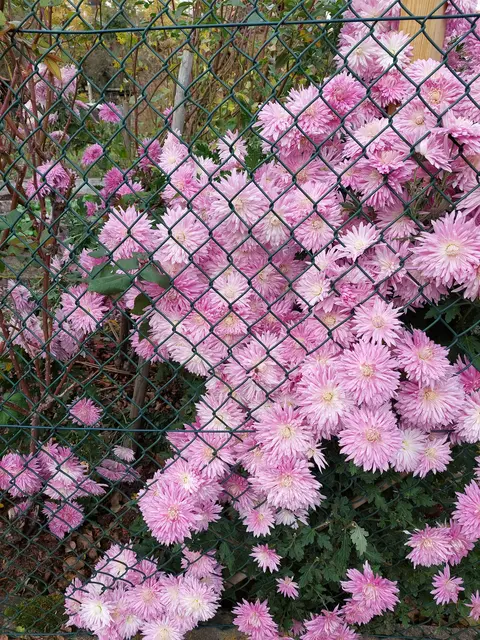 Diese Chrysantheme blüht außerordentlich reichhaltig und ist auch durch den Zaun nicht zu bremsen. | Foto: Foto privat