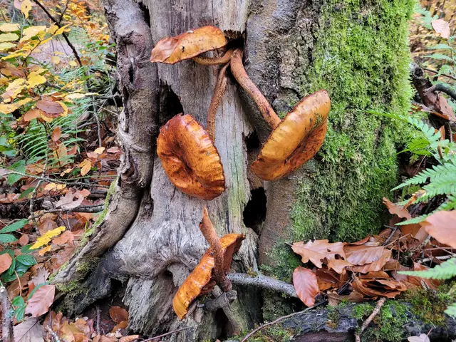 Werden und vergehen - das gilt hier für den Baum und die Pilze. | Foto: Hans Peter Schmitt