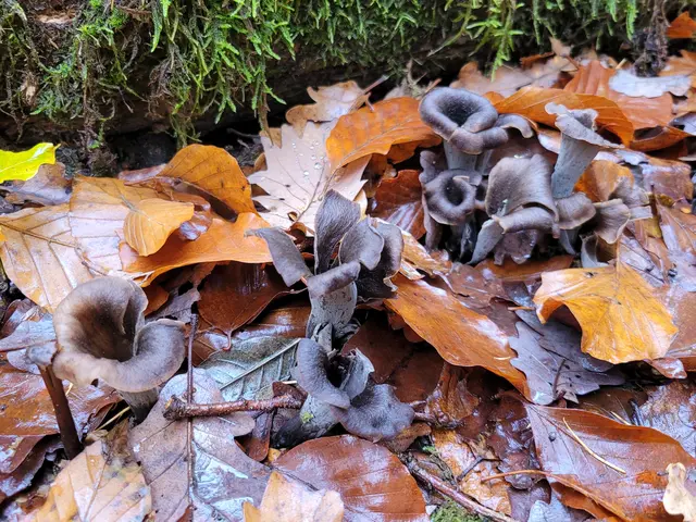 Er wirkt in der Draufsicht manchmal auch etwas braun. Der Stiel ist stets schwarz.  Nachdem er geerntet ist, dunkelt das Braune schnell ins schwarze nach. | Foto: Hans Peter Schmitt