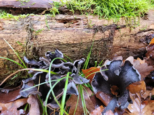 An schrägen feuchten Hängen in Buchenwäldern ist die Totentrompete am ehesten anzutreffen. | Foto: Hans Peter Schmitt