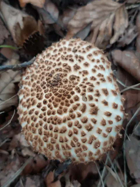 Links und rechts des Weges sprießen Pilze einzeln, in kleinen Gruppen oder ganzen Kolonien. Hier erfreut ein ungenießbarer Stachel-Schirmling oder spitzschuppiger Schirmling die Wanderer. | Foto: Foto privat