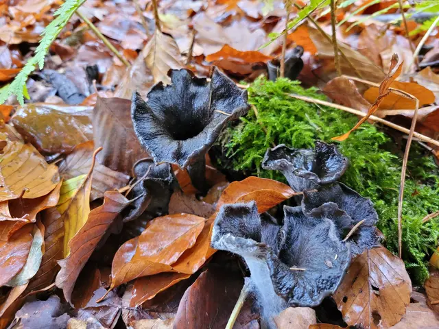 Foto: Hans Peter Schmitt