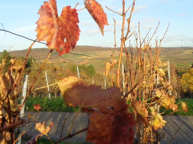 Novemberstimmung 2025 in den Fleiner Weinbergen | Foto: Alfred Kulk