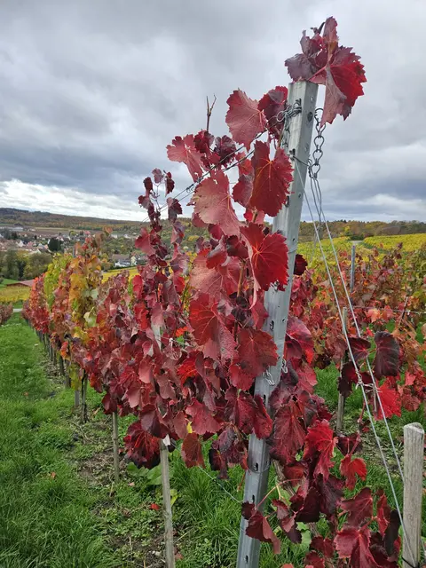 Foto: SAV OG Talheim