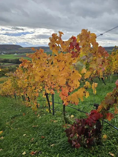 Foto: SAV OG Talheim