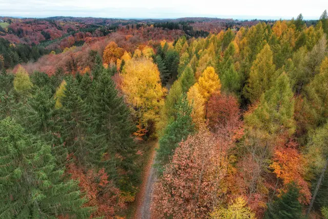 Bunter Wald von oben | Foto: Laura Hannemann