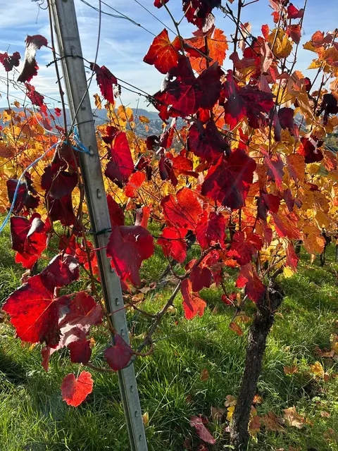 Was für tolle Farben | Foto: Albverein Weinsberg