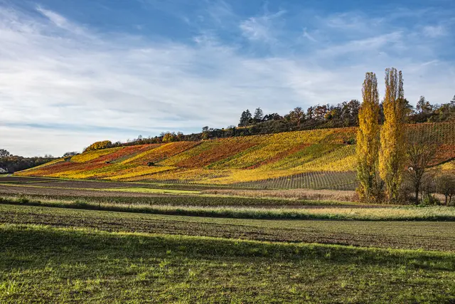 Weinberge bei Güglingen | Foto: ehw