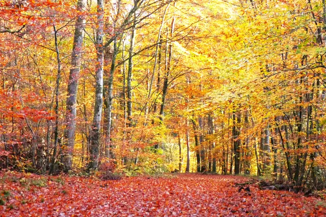 Ein Königsweg. Roter Teppich im goldenen Waldpalast | Foto: Konrad Schomerus