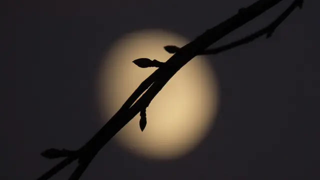 Supermond | Foto: Angelika Rampmeier