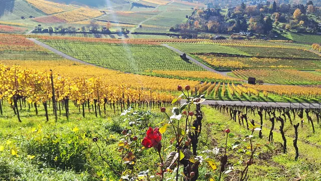 Einsam eine letzte Rose | Foto: Albverein Weinsberg