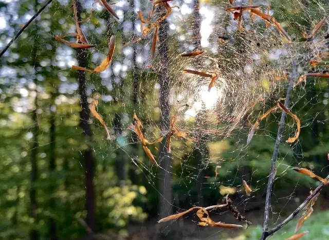 Dieses Spinnennetz wirkt wie ein zauberhaftes Portal in eine andere Welt. | Foto: Corina Deininger