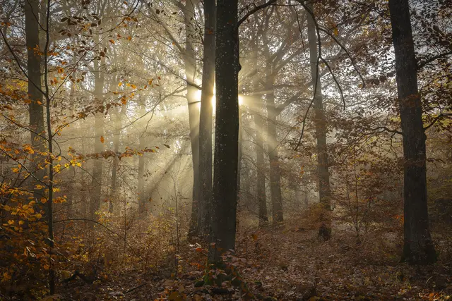Der durchbrechende Sonnenstrahl hinter den Bäumen verzaubert den herbstlichen Wald.  | Foto: Uschi Pohl