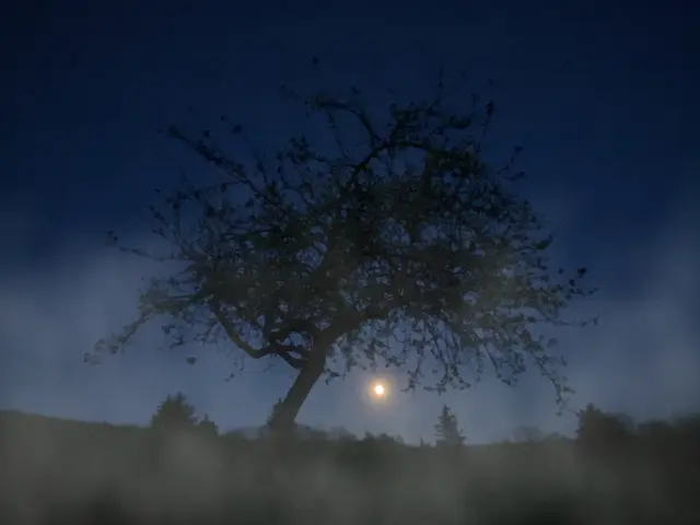 Eine zauberhafte, geheimnisvolle Vollmondnacht.  | Foto: Moni Bordt