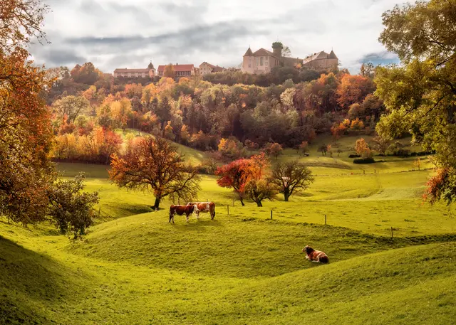Blick auf die Stadt Waldenburg im Herbst. | Foto: Rüdiger Reingräber