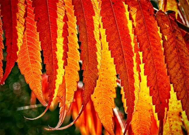 Farbenprächtige Essigbaumblätter im Gegenlicht. | Foto: Rüdiger Reingräber