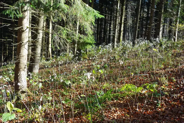 Der Wald übersät mit dem Kreuzblütengewächs - dem Silberblatt. | Foto: Isolde Reitz