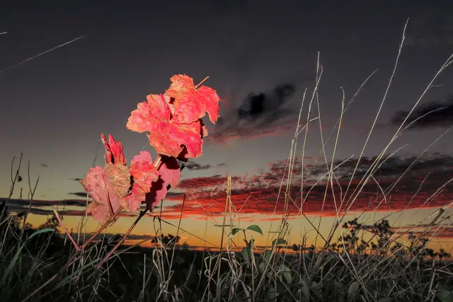 Foto: Peter Rössler