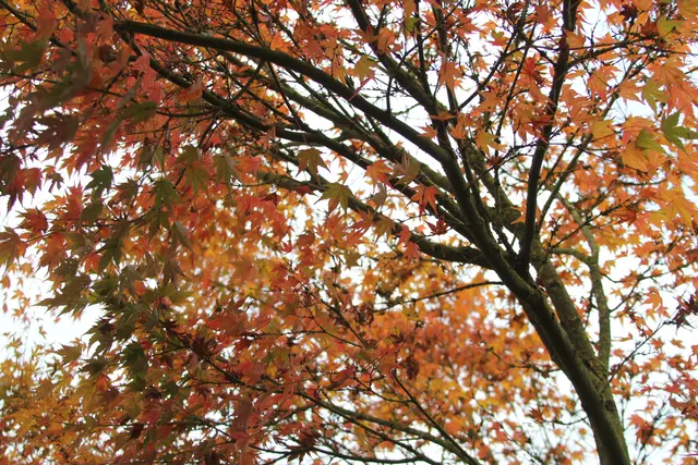 Herbststimmung🍁🍂🍁 | Foto: Ralf Röser
